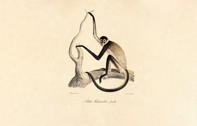 Valkopohjainen hämähäkkiapina (naaras) tekijältä Jacques Christophe Werner