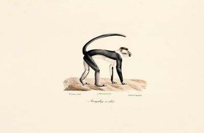 Valkokauluksinen mangabey (Cercocebus torquatus) tekijältä Jacques Christophe Werner