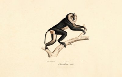 Valkokauluksinen mangabey (uros) tekijältä Jacques Christophe Werner