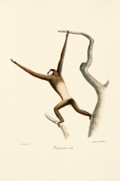 Valkokätinen gibbon (Hylobates lar) tekijältä Jacques Christophe Werner