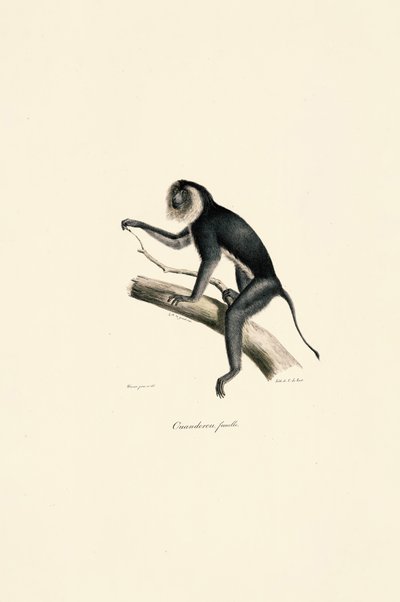  tekijältä Jacques Christophe Werner
