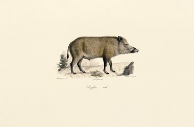  tekijältä Jacques Christophe Werner