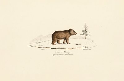 Nuori ruskeakarhu Norjasta tekijältä Jacques Christophe Werner