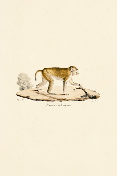 tekijältä Jacques Christophe Werner
