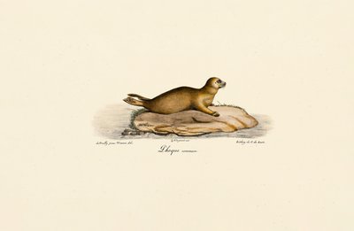 Nuori satamahylje tekijältä Jacques Christophe Werner