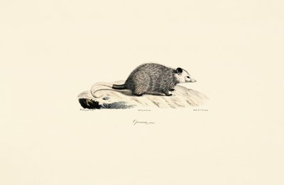 Nuori opossumi tekijältä Jacques Christophe Werner