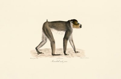  tekijältä Jacques Christophe Werner