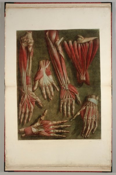 A Group of Dissected Hands, 1745-46 tekijältä Jacques Fabien Gautier dAgoty