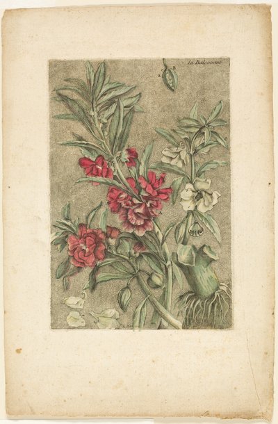 Impatiens, alkaen Collection des plantes usuelles, curieuses, et étrangères -kasvikokoelmasta tekijältä Jacques Fabien Gautier d