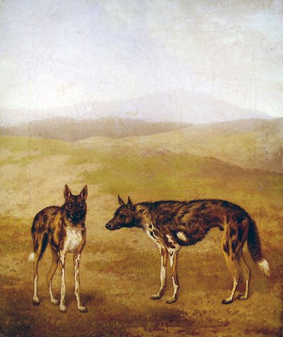 Kaksi afrikkalaista metsästyskoiraa (öljy kankaalle) tekijältä Jacques Laurent Agasse