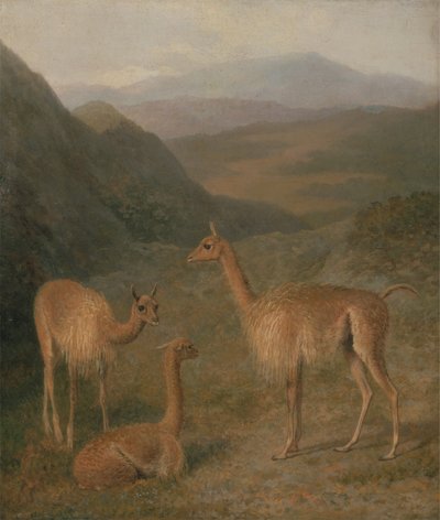 Vicunas tekijältä Jacques Laurent Agasse