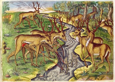 Stag Hunt, Brevis Narratiosta..., kaiverrettu Theodore de Bry (1528-98) 1563 tekijältä Jacques Le Moyne