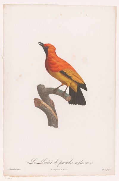Mustanaamainen bowerbird oksalla Le Loriot de paradis mies nro 18 (otsikko esineessä) tekijältä Jacques Louis Perée