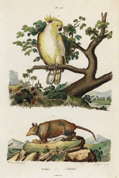 Keltaharjakakadu ja armadillo. tekijältä Jacques Reyne Isidore Acarie Baron