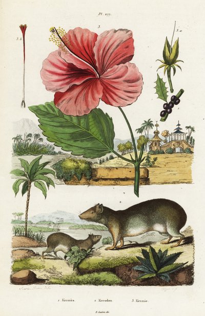 Rock Cavy ja kiinalainen hibiscus. tekijältä Jacques Reyne Isidore Acarie Baron