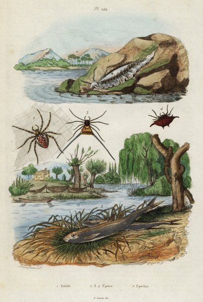 Merietana, puutarhahämähäkki ja eurooppalainen kuore., 1834-1839 (kaiverrus) tekijältä Jacques Reyne Isidore Acarie Baron