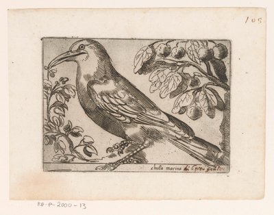 Vogel Chuta marina (otsikko esineessä) Vogels (sarjan nimi) tekijältä Jacques de Fornazeris (possibly)