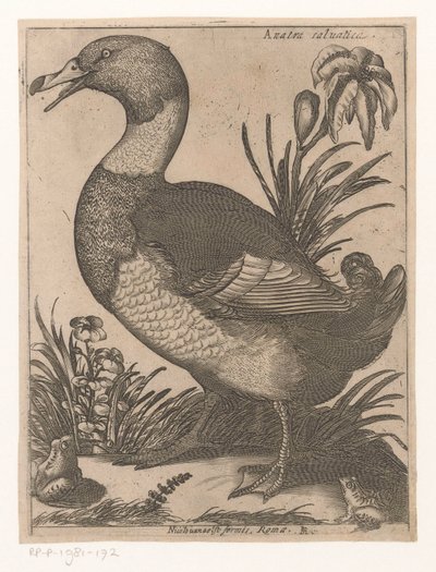 A D Anatra Saluatica (otsikko esineessä) Nine Birds (sarjan nimi) tekijältä Jacques de Fornazeris