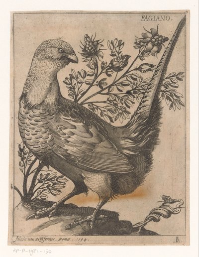 Fasaani Fagiano (otsikko esineessä) Nine Birds (sarjan nimi) tekijältä Jacques de Fornazeris