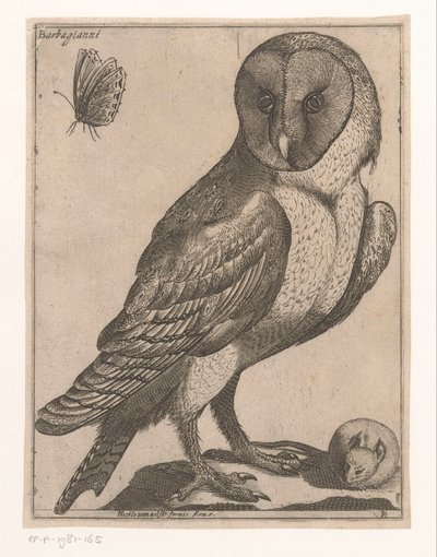pöllö Barbagianni (otsikko esineessä) Nine Birds (sarjan nimi) tekijältä Jacques de Fornazeris