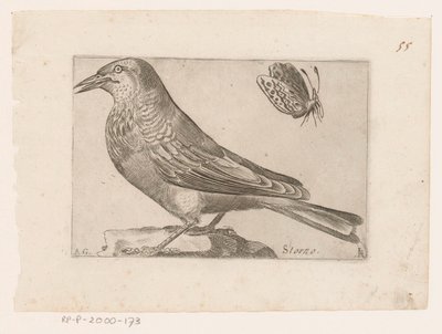 Estornell (Sturnus vulgaris) Storno (títol a l