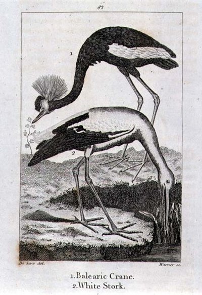 Baleaarikurkku ja valkoinen haikara, Oliver Goldsmithin julkaisusta Historia of the Earth and Animated Nature, julkaistu Lontoossa tekijältä Jacques de Seve