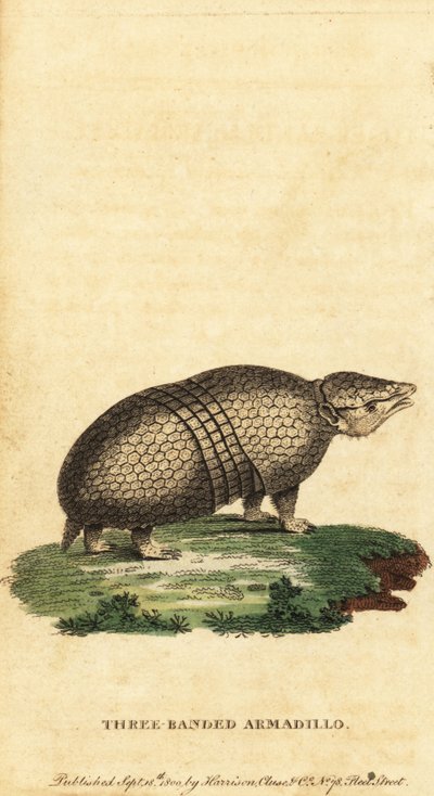 Brasilialainen kolminauhainen armadillo, Tolypeutes tricinctus, 1800 (kaiverrus) tekijältä Jacques de Seve