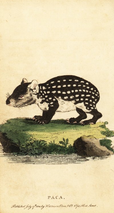 Lowland paca tai täplikäs paca, Cuniculus paca., 1800 (kaiverrus) tekijältä Jacques de Seve