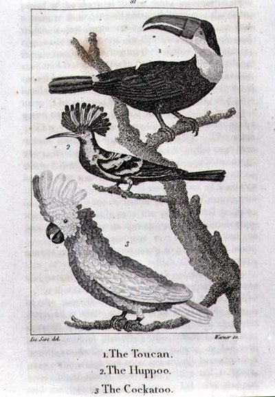 The Toucan, The Huppoo ja The Cockatoo, "Maan historiasta ja animoidusta luonnosta", kirjoittaja Oliver Goldsmith, julkaistu Lontoossa tekijältä Jacques de Seve