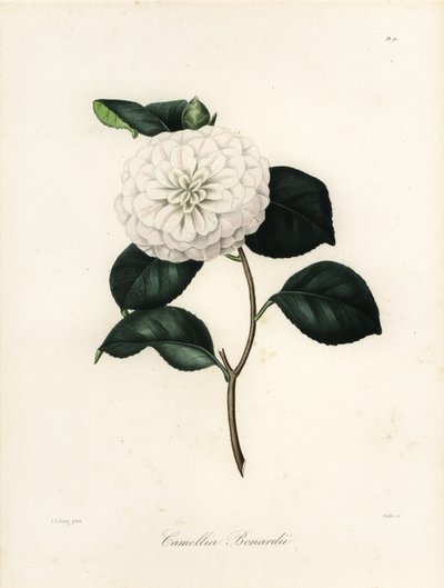 Camellia japonica -lajike, Camellia bonardii tai Camellia bonnardii tekijältä Jakob (after) Jung
