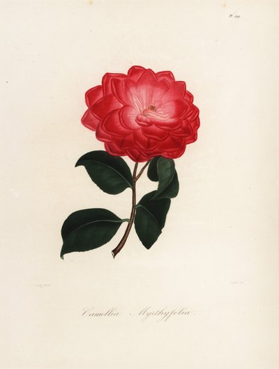 Camellia japonica -lajike, Camellia myrthyfolia tekijältä Jakob (after) Jung