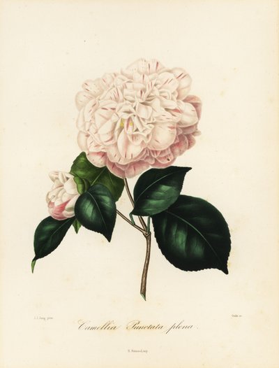 Camellia japonica -lajike, Camellia punctata plena tekijältä Jakob (after) Jung