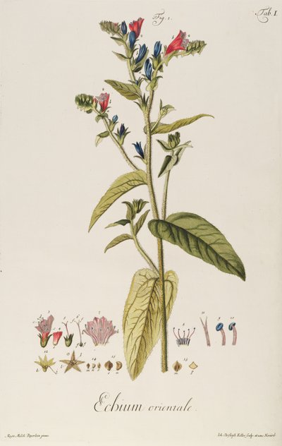 Echium: Orientale teoksesta "Plant Icons", n.1763 (kaiverrus) tekijältä Jakob Christoph Keller