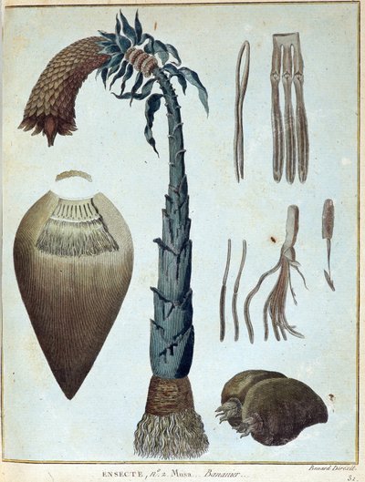 Banaani - "" Matka Nubiaan ja Abessiniaan sitoutui löytämään Niilin lähteitä vuosina 1768-1772", James Bruce, osa. 1, Pariisi tekijältä James Bruce