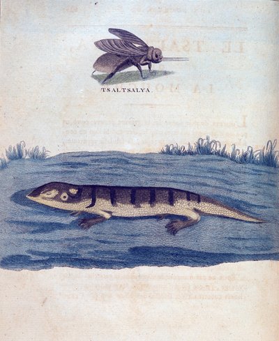 Fly and Lezard - "" Matka Nubiassa ja Abessiniassa, joka ryhtyi löytämään Niilin lähteitä vuosina 1768-1772", James Bruce, Pariisi tekijältä James Bruce