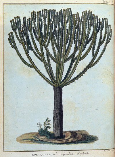 Kol-quall (Kol quall), euphorbia (kaktus) - "" Matka Nubiaan ja Abessiniaan sitoutui löytämään Niilin lähteitä vuosina 1768-1772", James Bruce, voi. 1, Pariisi tekijältä James Bruce