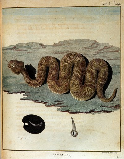 Käärme - "" Matka Nubiaan ja Abessiniaan, joka ryhtyi löytämään Niilin lähteitä vuosina 1768-1772", James Bruce, Pariisi tekijältä James Bruce