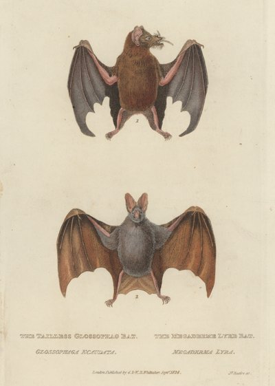 Tailless Glossophag Bat ja Megaderme Lyre Bat (värillinen kaiverrus) tekijältä James (after) Basire