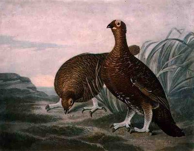 Red Grouse, British Feather Gamen levy 8, kaiverrus Charles Turner (1773-1857), pub. kirjoittanut R. Ackermann, n. 1810 (mezzotint-kaiverrus) tekijältä James (after) Sillett