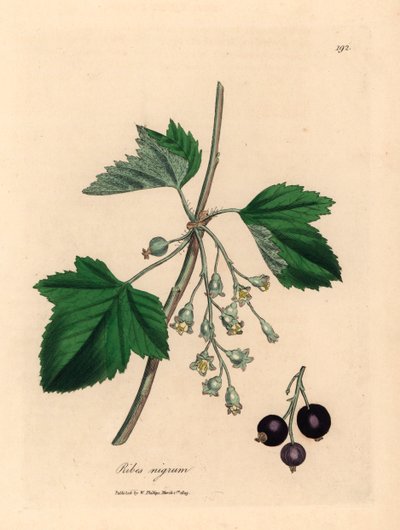 Mustaherukkapuu, Ribes nigrum, William Woodvillen James Sowerbyn kasvitieteellisestä kuvituksesta ja Sir William Jackson Hookerin "Medical Botany" 1832 (käsinvärinen kuparikaiverrus) tekijältä James (after) Sowerby