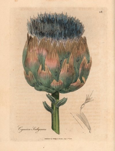 Sininen ja violetti kukkainen artisokka, Cynara scolymus, James Sowerbyn kasvitieteellisestä kuvituksesta William Woodvillesta ja Sir William Jackson Hookerin "Medical Botany" 1832 (käsinvärinen kuparikaiverrus) tekijältä James (after) Sowerby