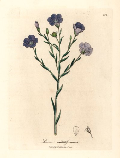 Sinikukkainen pellava, Linum usitatissimum, James Sowerbyn kasvitieteellisestä kuvituksesta William Woodvillestä ja Sir William Jackson Hookerin "Medical Botany" 1832 (käsinvärinen kuparikaiverrus) tekijältä James (after) Sowerby