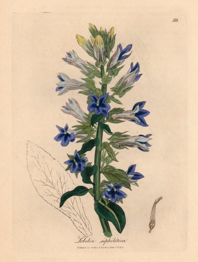 Sinikukkainen lobelia tai kardinaalikukka, Lobelia siphilitica, James Sowerbyn kasvitieteellisestä kuvituksesta William Woodvillesta ja Sir William Jackson Hookerin "Medical Botany" 1832 (käsinvärinen kuparikaiverrus) tekijältä James (after) Sowerby