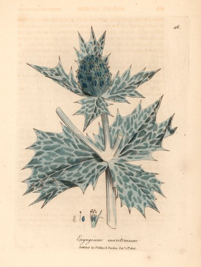 Sinikukkainen meriholly tai eryngo, Eryngium maritinum, William Woodvillen James Sowerbyn kasvitieteellisestä kuvituksesta ja Sir William Jackson Hookerin "Medical Botany" 1832 (käsinvärinen kuparikaiverrus) tekijältä James (after) Sowerby