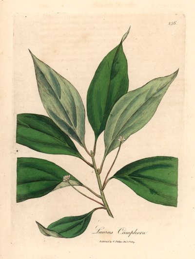 Kamferipuu, Laurus camphora, James Sowerbyn kasvitieteellisestä kuvituksesta William Woodvillestä ja Sir William Jackson Hookerin "Medical Botany" 1832 (käsinvärinen kuparikaiverrus) tekijältä James (after) Sowerby