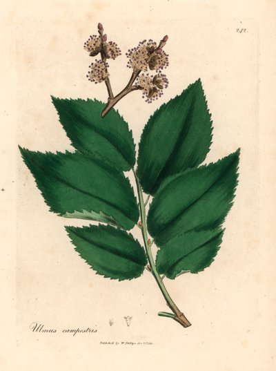 Jalava, Ulmus campestris, James Sowerbyn William Woodvillen kasvitieteellisestä kuvituksesta ja Sir William Jackson Hookerin "Medical Botany" 1832 (käsinvärinen kuparikaiverrus) tekijältä James (after) Sowerby