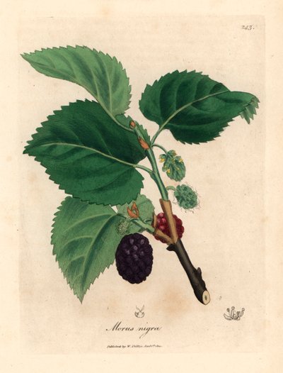 Tavallinen mulperipuu, Morus nigra, James Sowerbyn kasvitieteellisestä kuvituksesta William Woodvillesta ja Sir William Jackson Hookerin "Medical Botany" 1832 (käsinvärinen kuparikaiverrus) tekijältä James (after) Sowerby