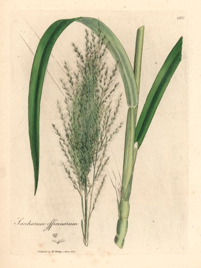 Canya de sucre comuna, Saccharum officinarum, a partir d