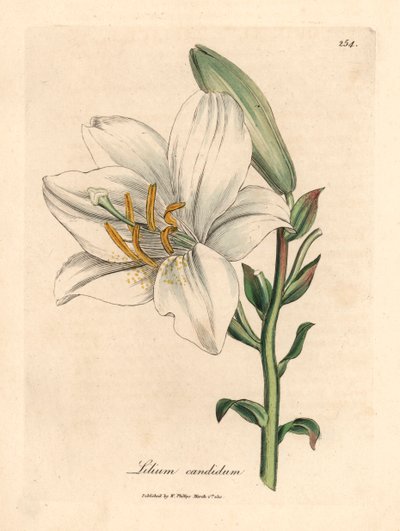 Tavallinen valkoinen lilja, Lilium candidum, James Sowerbyn kasvitieteellisestä kuvituksesta William Woodvillestä ja Sir William Jackson Hookerin "Medical Botany" 1832 (käsinvärinen kuparikaiverrus) tekijältä James (after) Sowerby