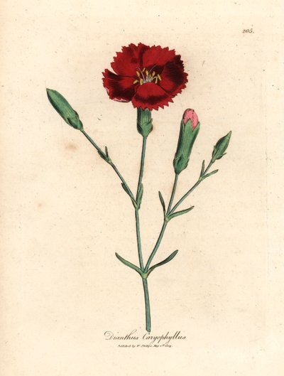 Crimson neilikka, neilikka pinkki, Dianthus caryophyllus, James Sowerbyn kasvitieteellisestä kuvituksesta William Woodvillesta ja Sir William Jackson Hookerin "Medical Botany" 1832 (käsinvärinen kuparikaiverrus) tekijältä James (after) Sowerby
